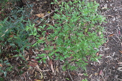 Psychotria daphnoides