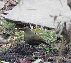 Turdus boulboul