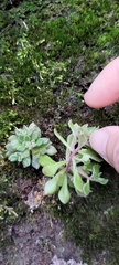 Sedum stellariifolium
