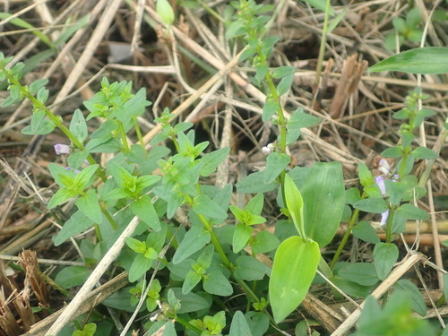 Scutellaria barbata (Scutellaria barbata)