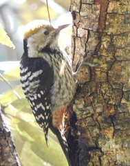 Dendrocoptes auriceps