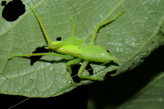 Copiphora cultricornis