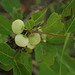 Pseudolachnostylis maprouneifolia - Photo (c) David Hoare, μερικά δικαιώματα διατηρούνται (CC BY-NC), uploaded by David Hoare