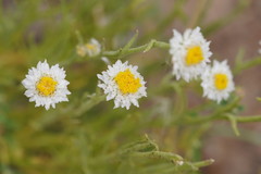 Polycalymma stuartii