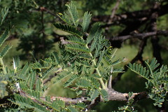 Vachellia robusta