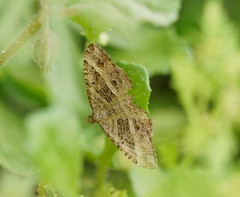 Chrysolarentia subrectaria