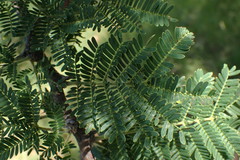 Vachellia robusta