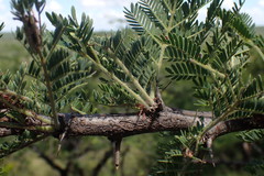 Vachellia robusta