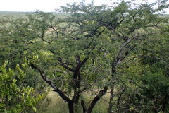 Vachellia robusta