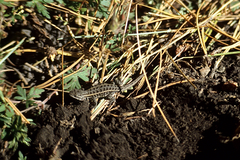 Sceloporus bicanthalis