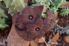 Orbea melanantha
