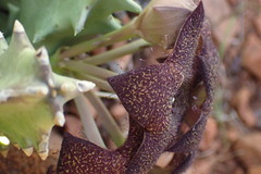 Orbea melanantha