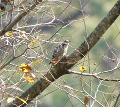Dendrocoptes auriceps
