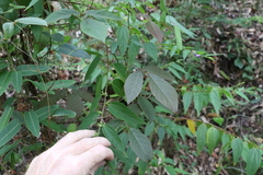 Kennedia rubicunda