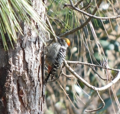 Dendrocoptes auriceps