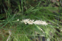 Enneapogon scoparius