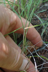 Enneapogon scoparius