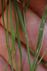 Enneapogon scoparius