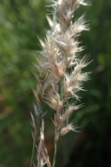 Enneapogon scoparius