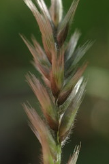 Enneapogon scoparius