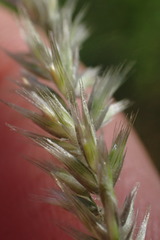 Enneapogon scoparius