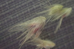 Enneapogon scoparius