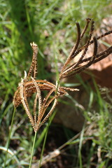 Eustachys paspaloides