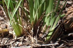 Eustachys paspaloides