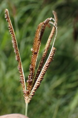 Eustachys paspaloides