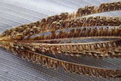 Eustachys paspaloides