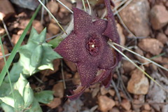 Orbea melanantha