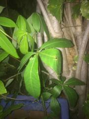 Jatropha gossypiifolia