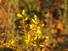 Ulex argenteus subsericeus