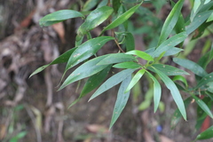 Myoporum acuminatum