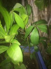 Jatropha gossypiifolia