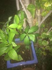 Jatropha gossypiifolia