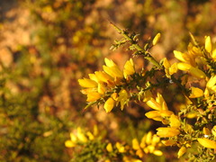Ulex argenteus subsericeus