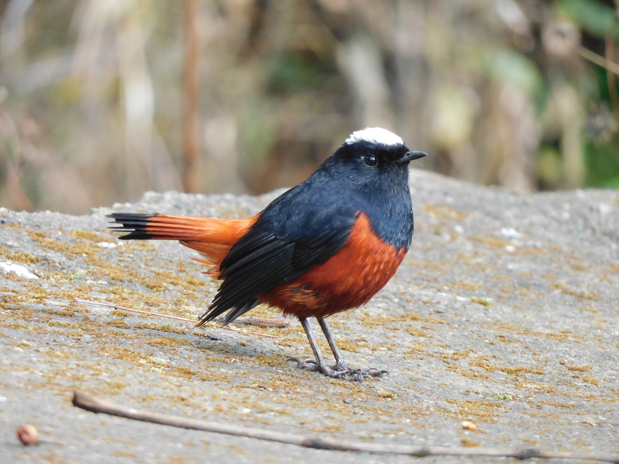 White-capped Redstart (Phoenicurus leucocephalus)