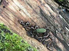 Rhipidocerus australasiae