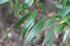 Myoporum acuminatum