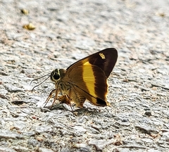 Hasora schoenherr chuza