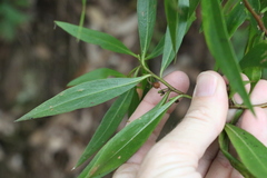 Myoporum acuminatum