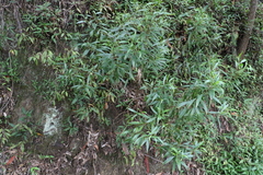 Myoporum acuminatum