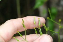 Senecio prenanthoides