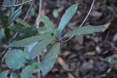 Myrsine salicina