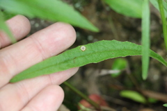 Senecio prenanthoides