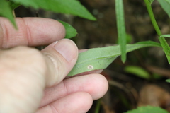 Senecio prenanthoides