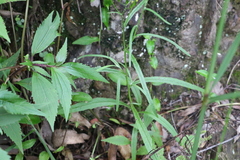 Senecio prenanthoides