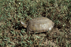 Rhinoclemmys pulcherrima pulcherrima