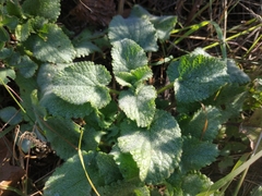 Stachys ocymastrum